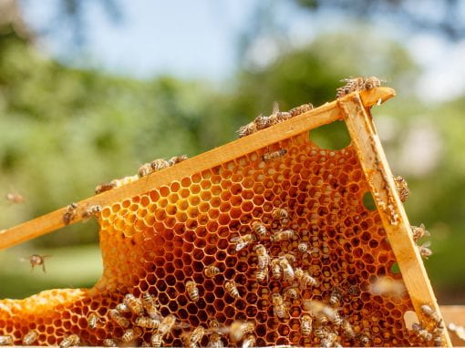 Are there more bees on the honeycomb or outside the honeycomb?