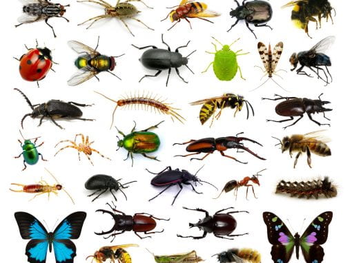 How could you organize these insects?