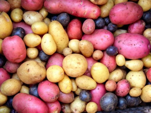 Which is more, the yellow potatoes or the pink potatoes?